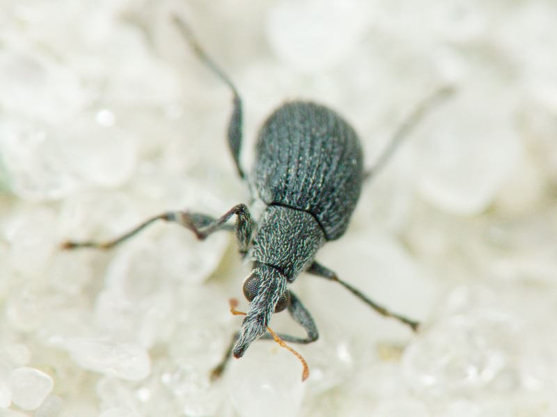 Oxystoma craccae (Linnaeus, 1767)